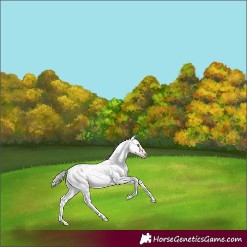 Horse Color:Gray White Spotted Silver Amber Champagne Splash Frame Appaloosa Rabicano
