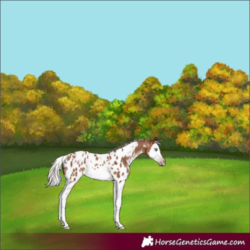 Horse Color:Gray White Spotted Silver Amber Champagne Splash Frame Appaloosa Rabicano