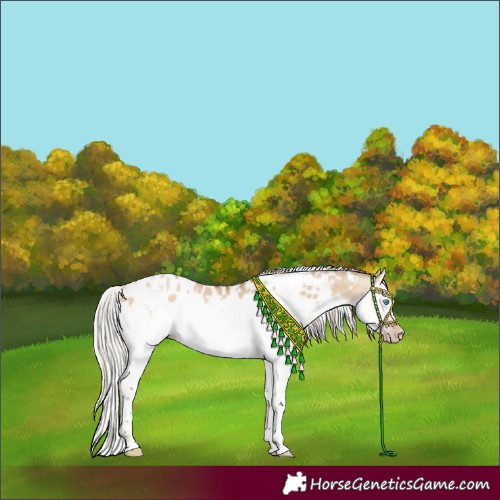 Horse Color:Gray White Spotted Silver Amber Champagne Dun Splash Frame Appaloosa Rabicano 