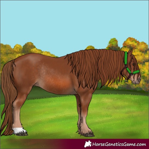 Horse Color:Chestnut Rabicano