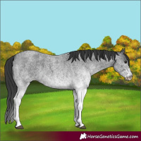 Horse Color:White Spotted Blue Roan 