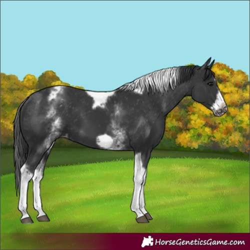 Horse Color:White Spotted Black Splash Tobiano Frame Appaloosa
