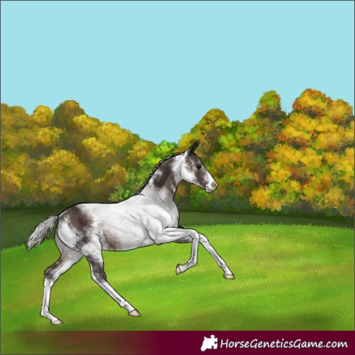 Horse Color:Silver Brown Sabino Rabicano 