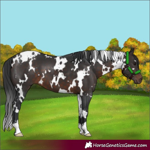 Horse Color:White Spotted Brown