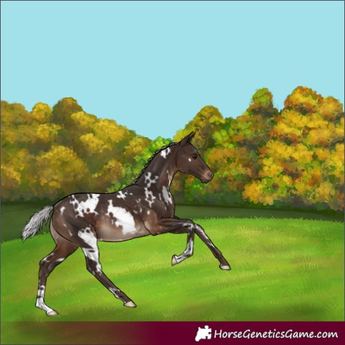 Horse Color:White Spotted Silver Brown Rabicano 