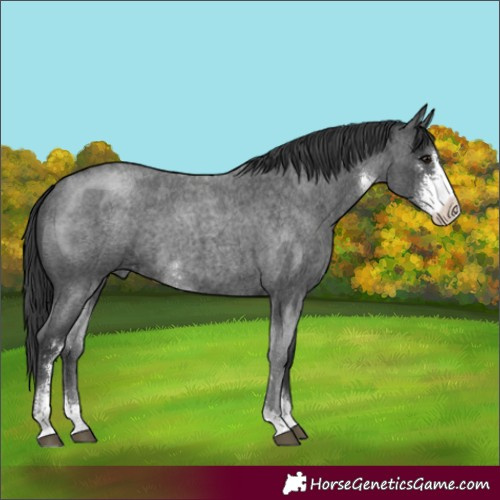 Horse Color:Blue Roan Sabino 
