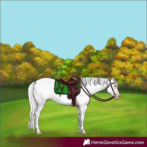 Horse Color:Gray White Spotted Silver Amber Champagne Dun Splash Frame Near Leopard Rabicano 
