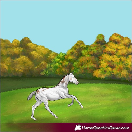 Horse Color:Gray White Spotted Silver Amber Champagne Splash Frame Appaloosa Rabicano