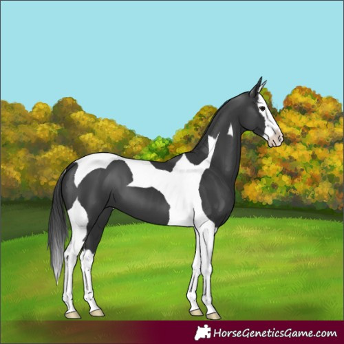 Horse Color:Black Splash Tobiano