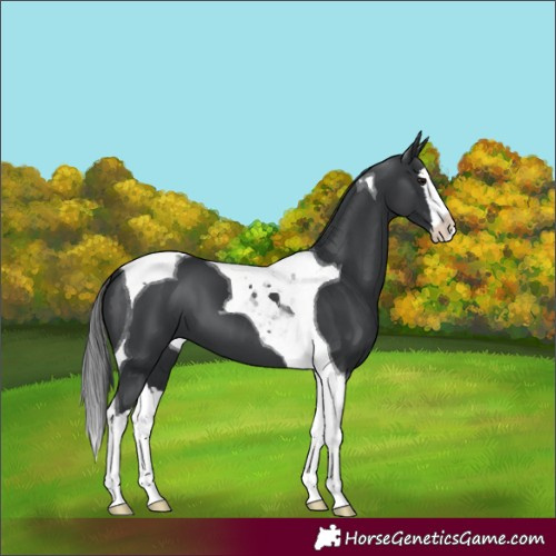 Horse Color:Black Splash Tobiano