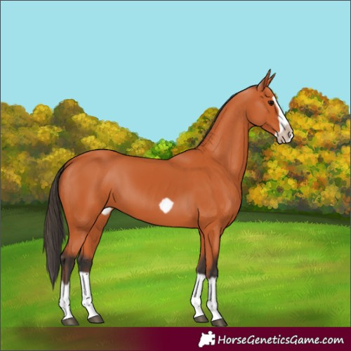 Horse Color:Bay Splash Frame 