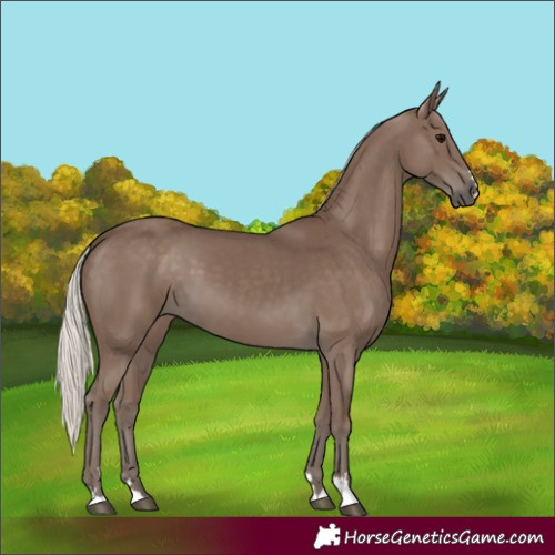 Horse Color:Silver Black