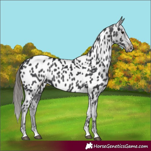 Horse Color:Black Near Leopard 