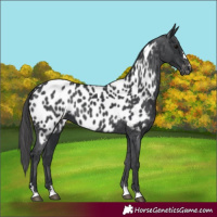 Horse Color:Black Appaloosa