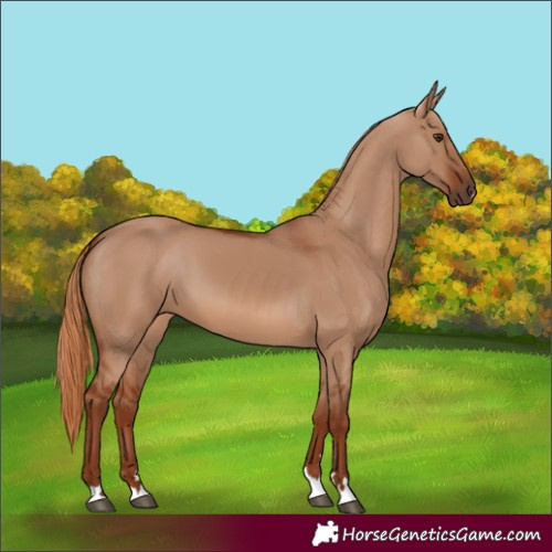 Horse Color:Red Dun 