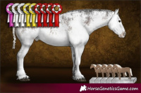 Horse Color:White Spotted Brown Mushroom and White Spotted Liver Chestnut Mushroom