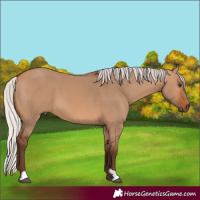 Horse Color:Silver Bay Dun 
