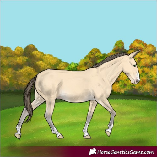 Horse Color:Amber Cream Champagne 