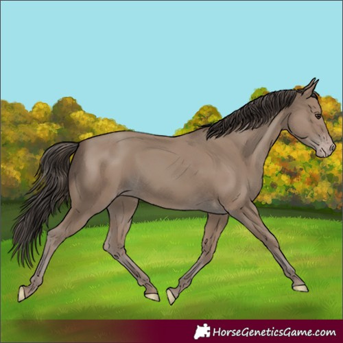 Horse Color:Classic Champagne 