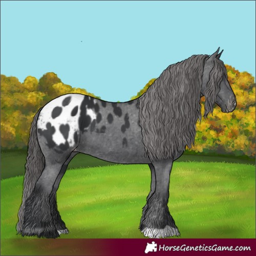 Horse Color:Black Appaloosa