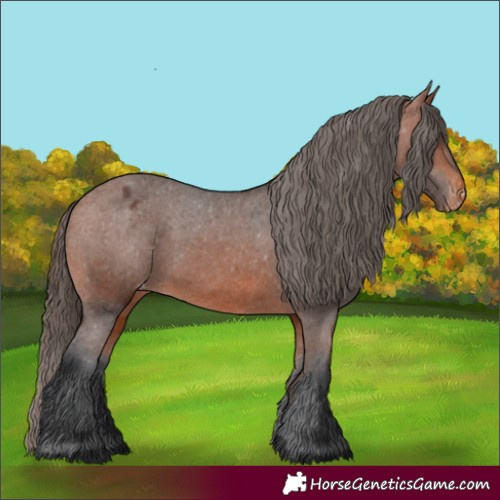 Horse Color:Bay Appaloosa 
