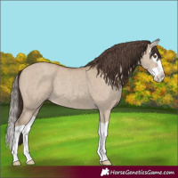 Horse Color:Classic Champagne Dun Splash 