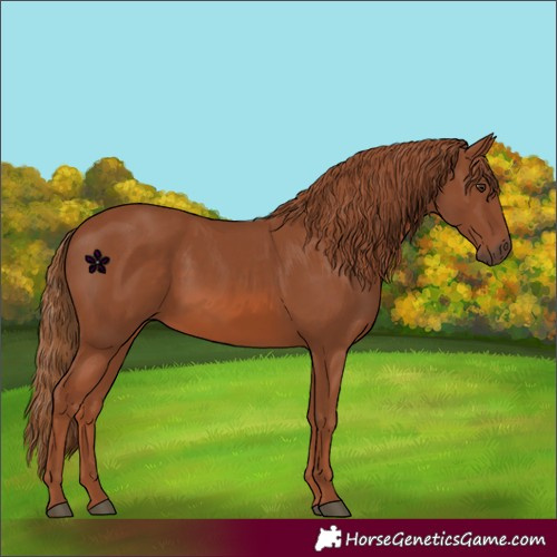 Horse Color:Chestnut 