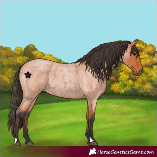 Horse Color:Bay Roan 