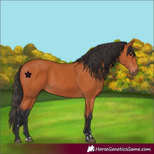 Horse Color:Bay 