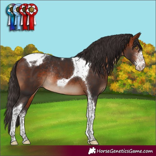 Horse Color:Bay Sabino Tobiano Appaloosa Rabicano 