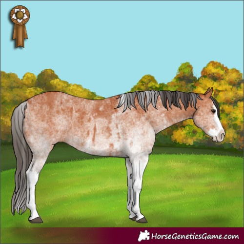 Horse Color:White Spotted Bay Splash  and White Spotted Bay Splash 