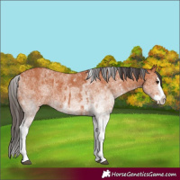 Horse Color:White Spotted Bay Splash  and White Spotted Bay Splash 