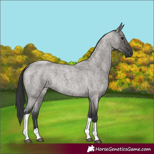 Horse Color:Grullo Roan Tobiano 
