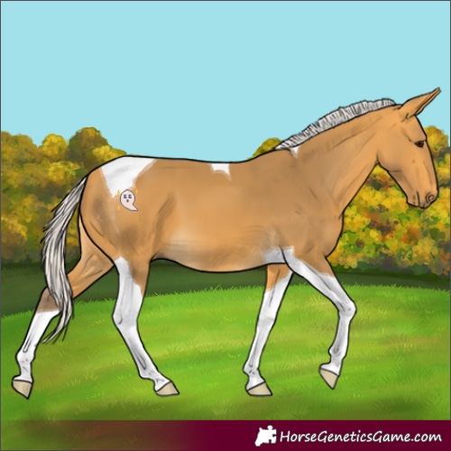 Horse Color:Silver Buckskin Tobiano 