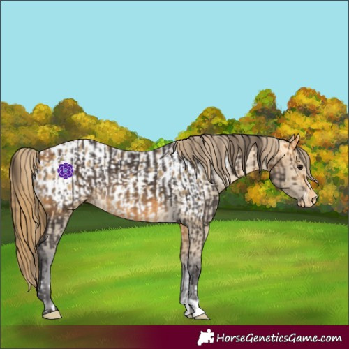 Horse Color:Buckskin  and Buckskin Dun Appaloosa 