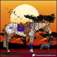 Horse Color:Buckskin  and Buckskin Dun Blanket 