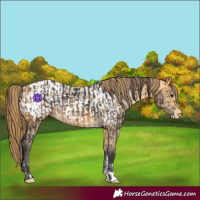 Horse Color:Buckskin  and Buckskin Dun Appaloosa 