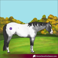 Horse Color:Blue Roan Splash Near Fewspot 