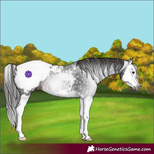 Horse Color:Gray Liver Chestnut Splash Appaloosa 
