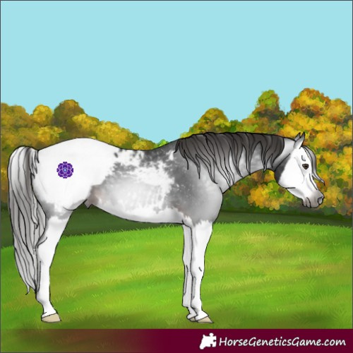 Horse Color:Gray Liver Chestnut Splash Appaloosa 