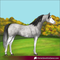 Horse Color:Grullo Roan Sabino Splash  and Grullo Roan Sabino Splash 