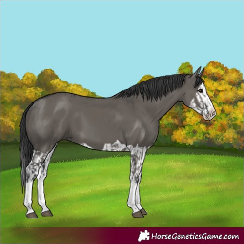 Horse Color:Grullo Sabino Splash  and Grullo Splash 