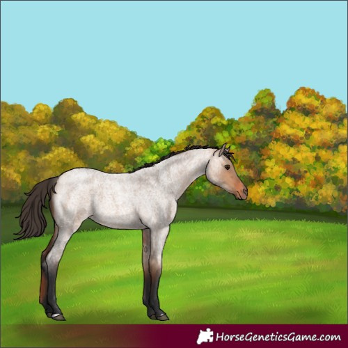 Horse Color:Bay Roan Dun 