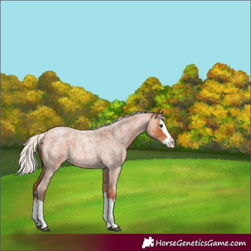 Horse Color:Silver Bay Roan Splash