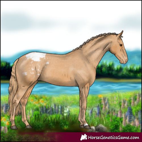 Horse Color:Chestnut Varnish 