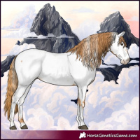 Horse Color:Chestnut Appaloosa 