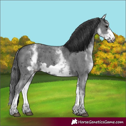 Horse Color:White Spotted Black Sabino Frame 