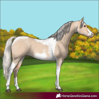 Horse Color:Silver Bay Dun Sabino Tobiano Frame Rabicano 