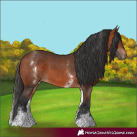 Horse Color:White Spotted Bay