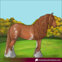 Horse Color:White Spotted Chestnut